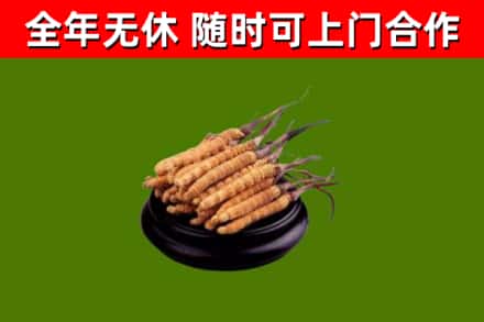 苏州回收冬虫夏草